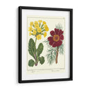 Jardineros Deleite Ii - Sydenham Edwards | Cuadro decorativo de Canvas Lab