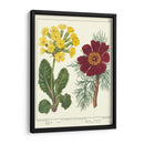 Jardineros Deleite Ii - Sydenham Edwards | Cuadro decorativo de Canvas Lab