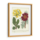 Jardineros Deleite Ii - Sydenham Edwards | Cuadro decorativo de Canvas Lab