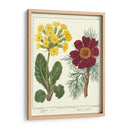 Jardineros Deleite Ii - Sydenham Edwards | Cuadro decorativo de Canvas Lab