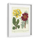 Jardineros Deleite Ii - Sydenham Edwards | Cuadro decorativo de Canvas Lab