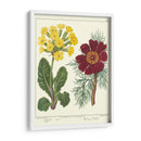 Jardineros Deleite Ii - Sydenham Edwards | Cuadro decorativo de Canvas Lab