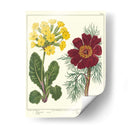 Jardineros Deleite Ii - Sydenham Edwards | Cuadro decorativo de Canvas Lab