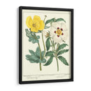 Jardineros Deleite Iii - Sydenham Edwards | Cuadro decorativo de Canvas Lab