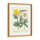 Jardineros Deleite Iii - Sydenham Edwards | Cuadro decorativo de Canvas Lab