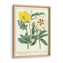 Jardineros Deleite Iii - Sydenham Edwards | Cuadro decorativo de Canvas Lab