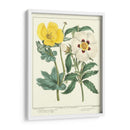 Jardineros Deleite Iii - Sydenham Edwards | Cuadro decorativo de Canvas Lab