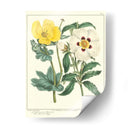 Jardineros Deleite Iii - Sydenham Edwards | Cuadro decorativo de Canvas Lab