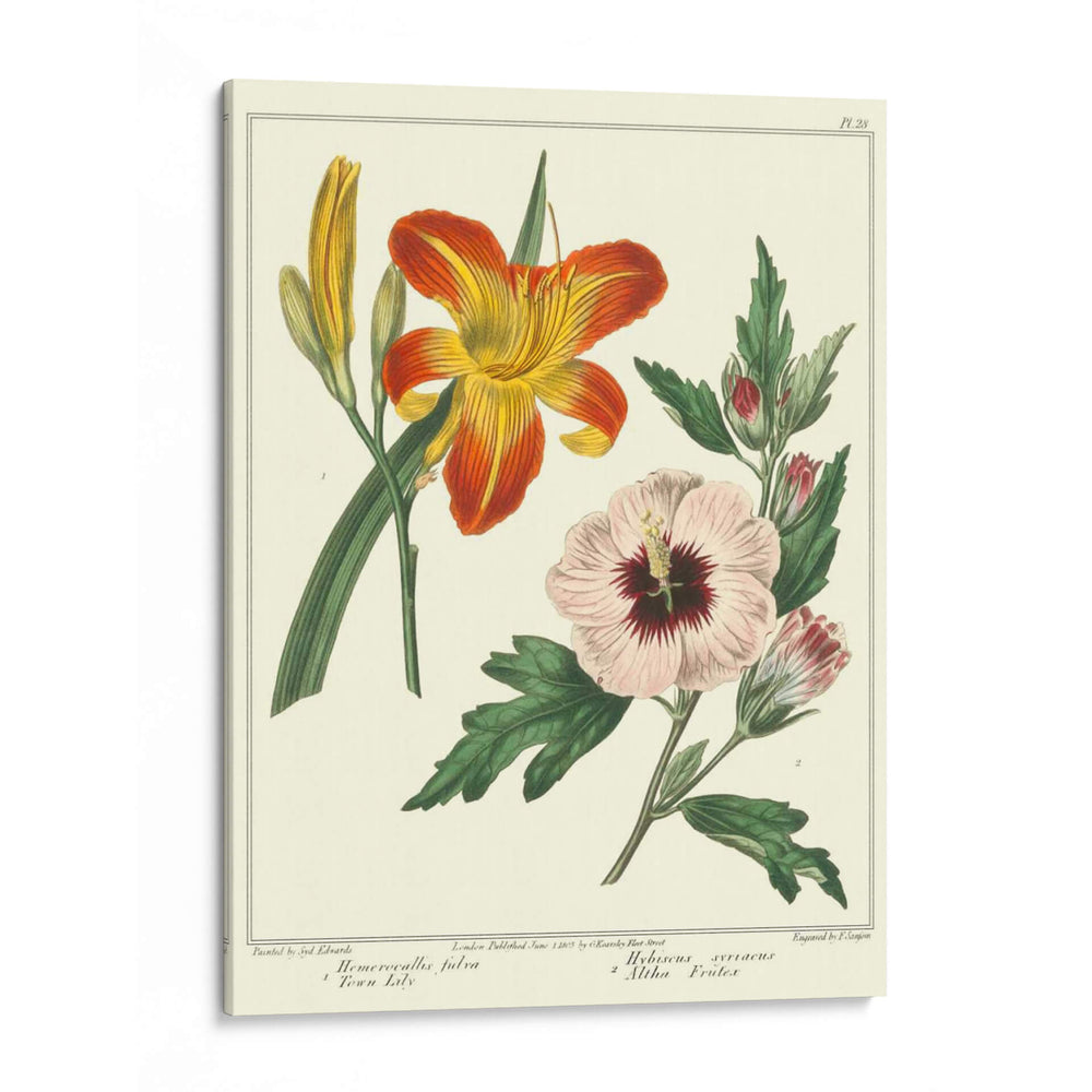 Jardineros Delicia Iv - Sydenham Edwards | Cuadro decorativo de Canvas Lab