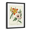 Jardineros Delicia Iv - Sydenham Edwards | Cuadro decorativo de Canvas Lab