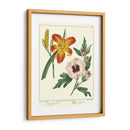 Jardineros Delicia Iv - Sydenham Edwards | Cuadro decorativo de Canvas Lab