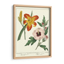 Jardineros Delicia Iv - Sydenham Edwards | Cuadro decorativo de Canvas Lab