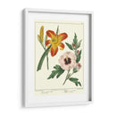 Jardineros Delicia Iv - Sydenham Edwards | Cuadro decorativo de Canvas Lab