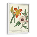 Jardineros Delicia Iv - Sydenham Edwards | Cuadro decorativo de Canvas Lab