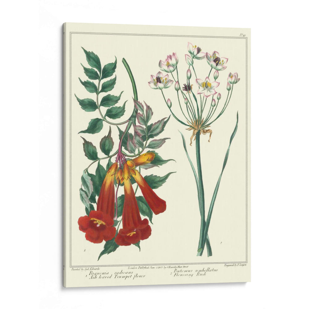 Jardineros Deleite Vi - Sydenham Edwards | Cuadro decorativo de Canvas Lab