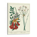 Jardineros Deleite Vi - Sydenham Edwards | Cuadro decorativo de Canvas Lab