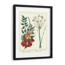 Jardineros Deleite Vi - Sydenham Edwards | Cuadro decorativo de Canvas Lab