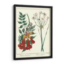 Jardineros Deleite Vi - Sydenham Edwards | Cuadro decorativo de Canvas Lab