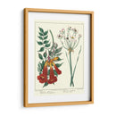 Jardineros Deleite Vi - Sydenham Edwards | Cuadro decorativo de Canvas Lab