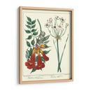 Jardineros Deleite Vi - Sydenham Edwards | Cuadro decorativo de Canvas Lab