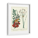 Jardineros Deleite Vi - Sydenham Edwards | Cuadro decorativo de Canvas Lab