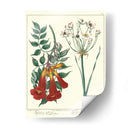 Jardineros Deleite Vi - Sydenham Edwards | Cuadro decorativo de Canvas Lab