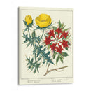 Jardineros Deleite Vii - Sydenham Edwards | Cuadro decorativo de Canvas Lab