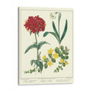 Jardineros Deleite Viii - Sydenham Edwards | Cuadro decorativo de Canvas Lab