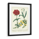 Jardineros Deleite Viii - Sydenham Edwards | Cuadro decorativo de Canvas Lab