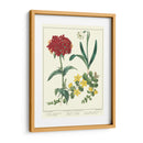 Jardineros Deleite Viii - Sydenham Edwards | Cuadro decorativo de Canvas Lab