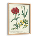 Jardineros Deleite Viii - Sydenham Edwards | Cuadro decorativo de Canvas Lab