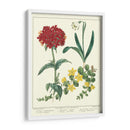 Jardineros Deleite Viii - Sydenham Edwards | Cuadro decorativo de Canvas Lab