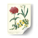 Jardineros Deleite Viii - Sydenham Edwards | Cuadro decorativo de Canvas Lab