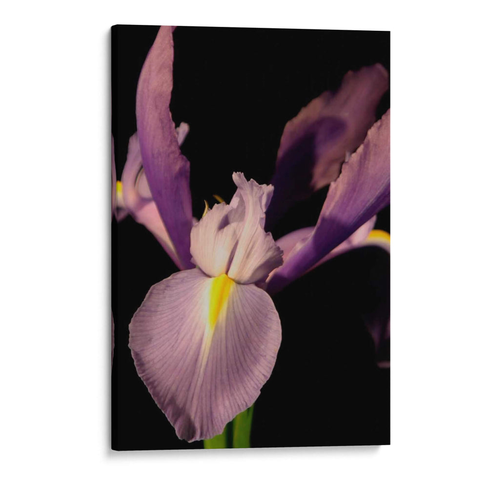 Pequeño Dulce Iris I - Renee W. Stramel | Cuadro decorativo de Canvas Lab