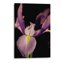 Pequeño Dulce Iris I - Renee W. Stramel | Cuadro decorativo de Canvas Lab