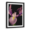 Pequeño Dulce Iris I - Renee W. Stramel | Cuadro decorativo de Canvas Lab