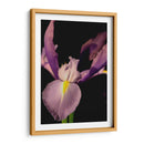 Pequeño Dulce Iris I - Renee W. Stramel | Cuadro decorativo de Canvas Lab