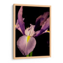Pequeño Dulce Iris I - Renee W. Stramel | Cuadro decorativo de Canvas Lab