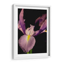 Pequeño Dulce Iris I - Renee W. Stramel | Cuadro decorativo de Canvas Lab