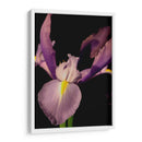 Pequeño Dulce Iris I - Renee W. Stramel | Cuadro decorativo de Canvas Lab