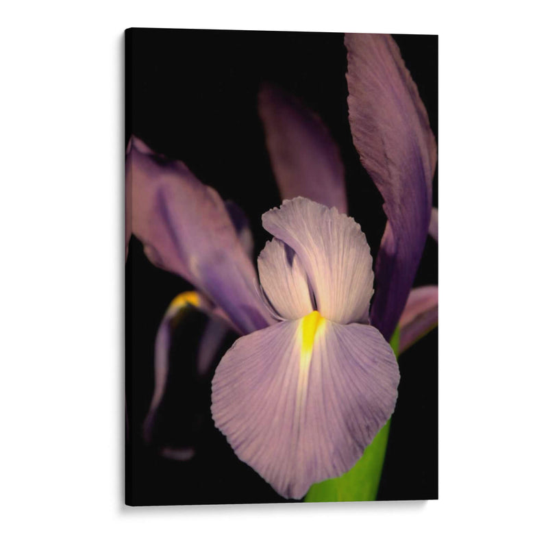 Pequeño Iris Dulce Ii - Renee W. Stramel | Cuadro decorativo de Canvas Lab