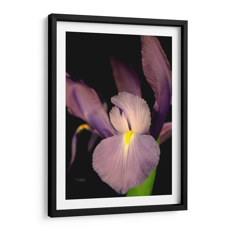 Pequeño Iris Dulce Ii - Renee W. Stramel | Cuadro decorativo de Canvas Lab