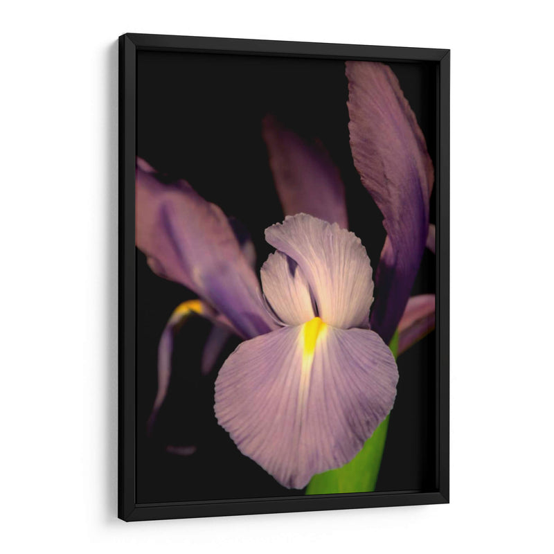 Pequeño Iris Dulce Ii - Renee W. Stramel | Cuadro decorativo de Canvas Lab