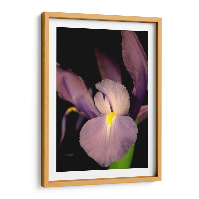 Pequeño Iris Dulce Ii - Renee W. Stramel | Cuadro decorativo de Canvas Lab