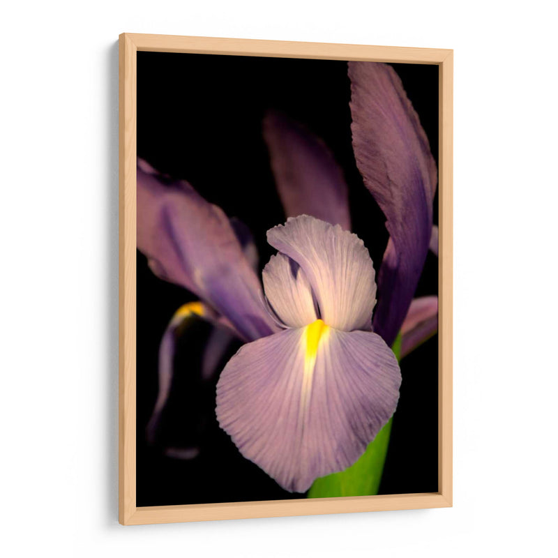 Pequeño Iris Dulce Ii - Renee W. Stramel | Cuadro decorativo de Canvas Lab