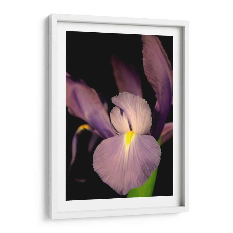 Pequeño Iris Dulce Ii - Renee W. Stramel | Cuadro decorativo de Canvas Lab