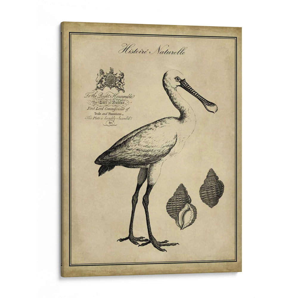 Voonbill Anticuario - Vision Studio | Cuadro decorativo de Canvas Lab