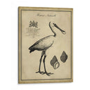 Voonbill Anticuario - Vision Studio | Cuadro decorativo de Canvas Lab