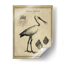 Voonbill Anticuario - Vision Studio | Cuadro decorativo de Canvas Lab