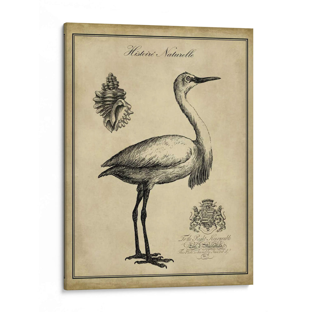 Egret Anticuario - Vision Studio | Cuadro decorativo de Canvas Lab